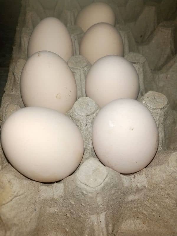 pure aseel heera blood line fresh eggs available 03475596257 3