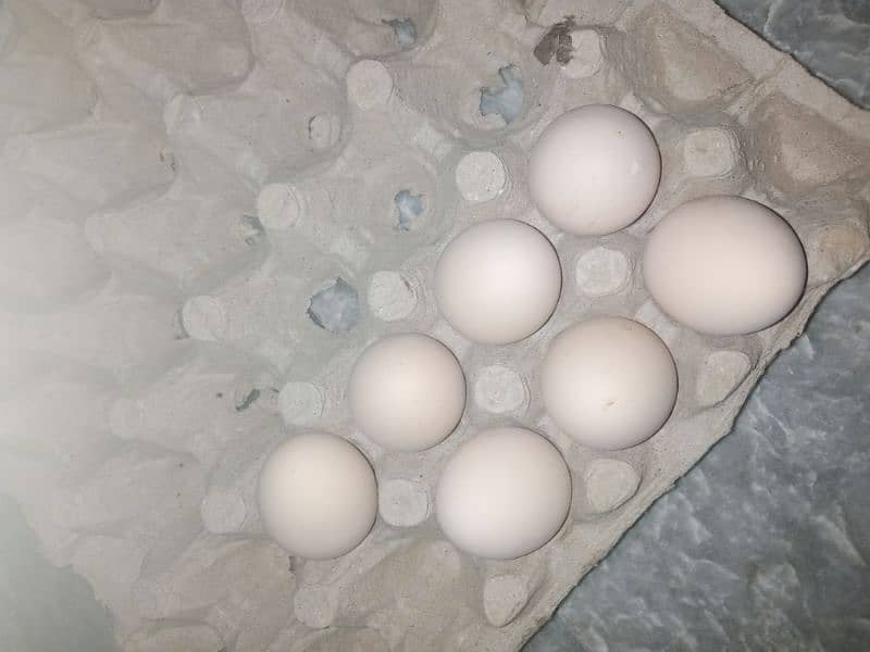 pure aseel heera blood line fresh eggs available 03475596257 4