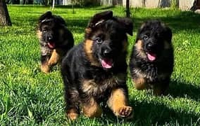 German Shepherd Long Haired puppies