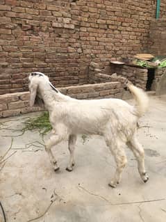 bakra