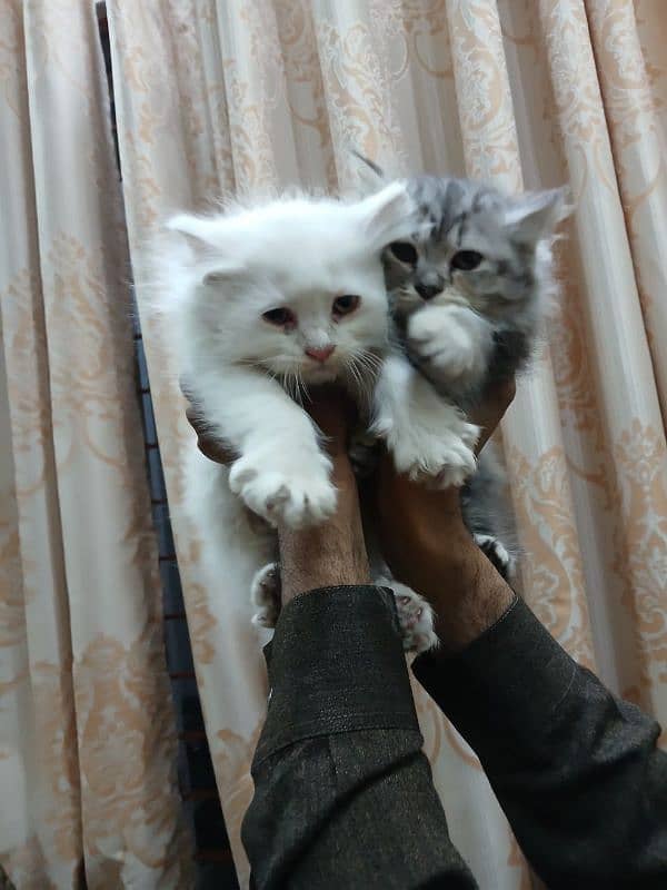 Persian Male kitten For sale 0