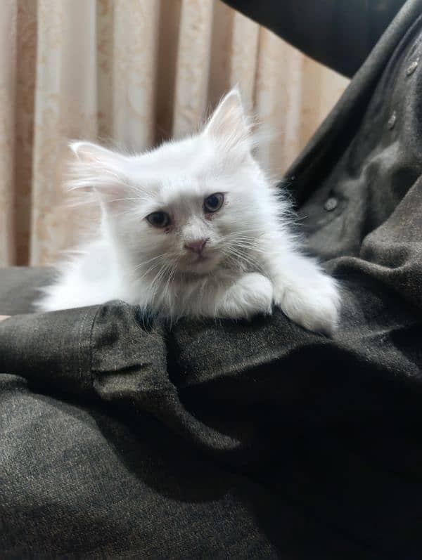 Persian Male kitten For sale 1