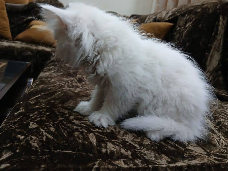 Persian Male kitten For sale 2