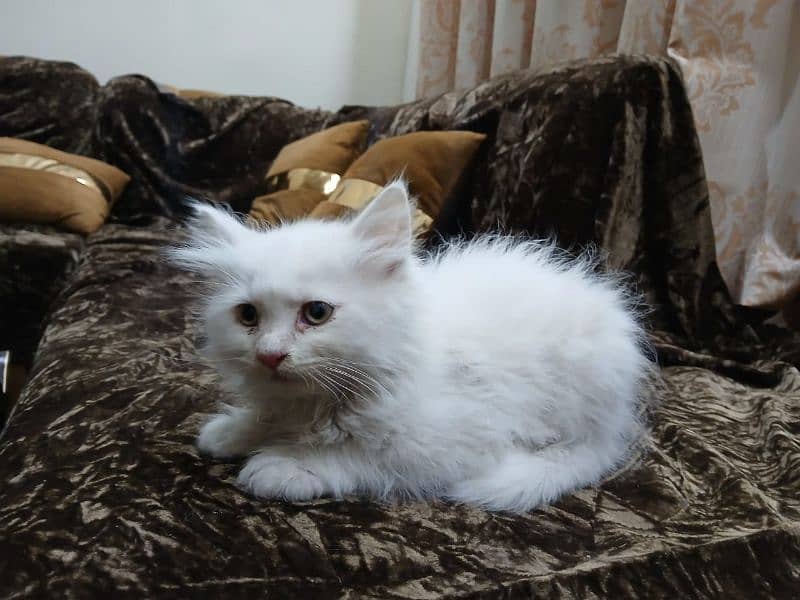 Persian Male kitten For sale 3