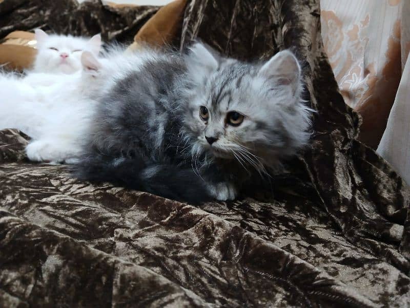 Persian Male kitten For sale 5