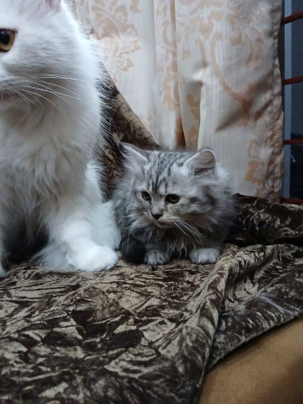 Persian Male kitten For sale 6