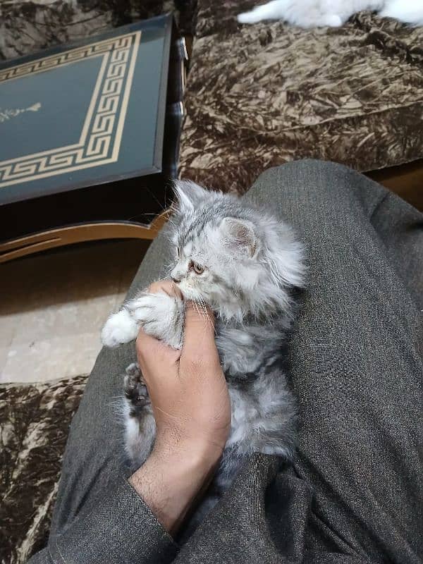 Persian Male kitten For sale 7