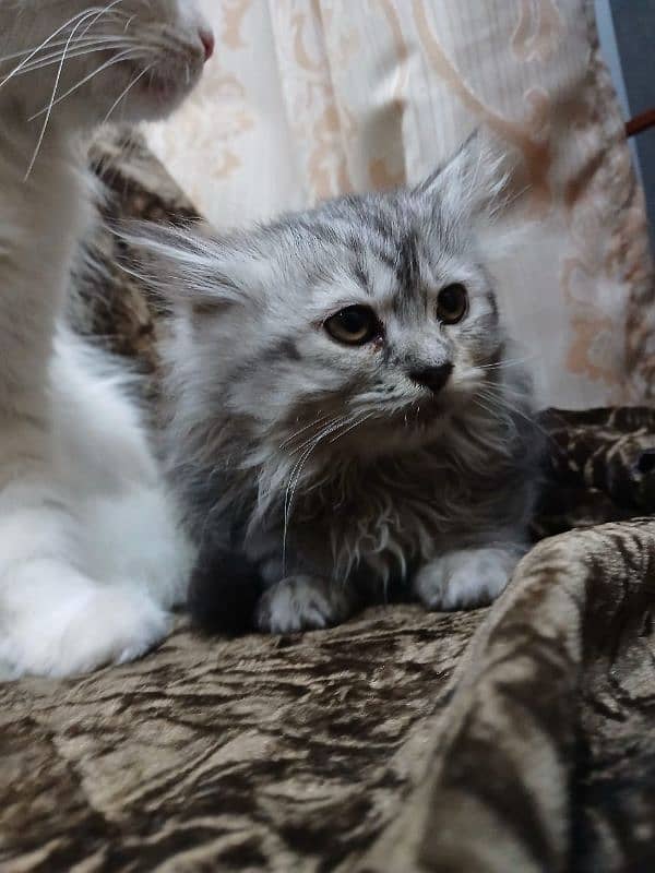 Persian Male kitten For sale 8