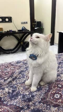 persian male cat