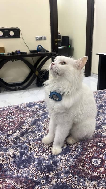 persian male cat 0