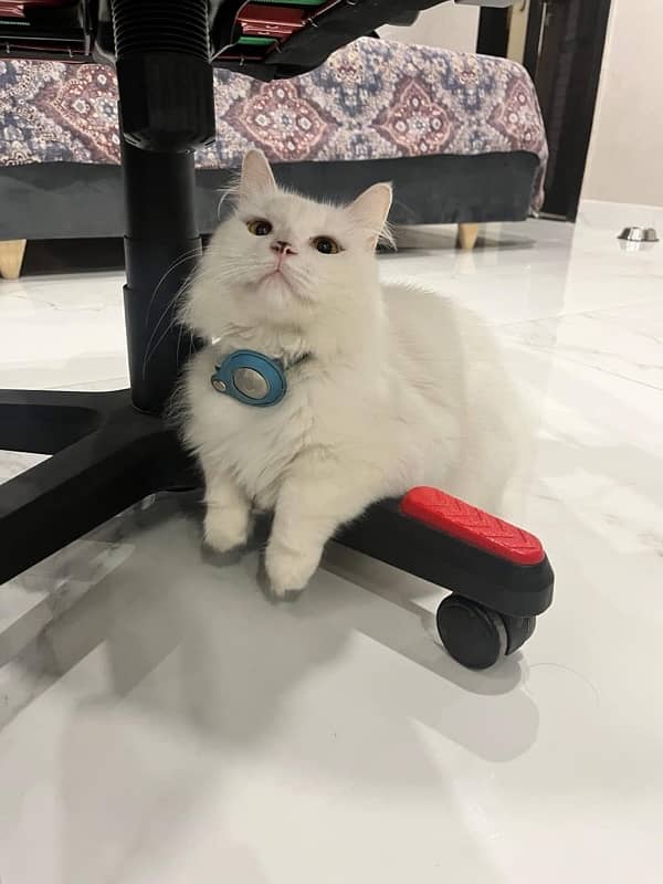 persian male cat 1