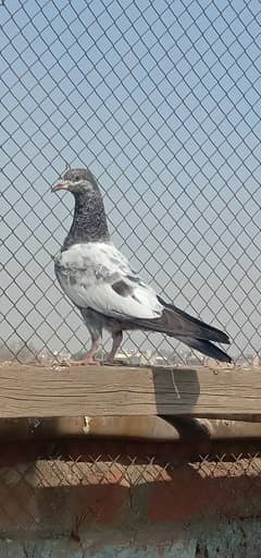 pervasi pigeon