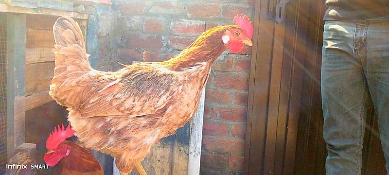 Desi Murgi /  Desi Chicken 1