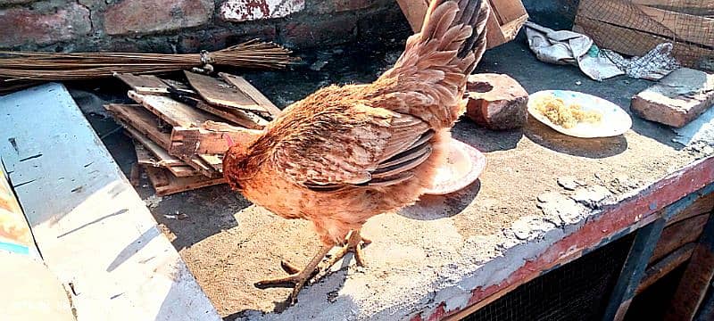 Desi Murgi /  Desi Chicken 2