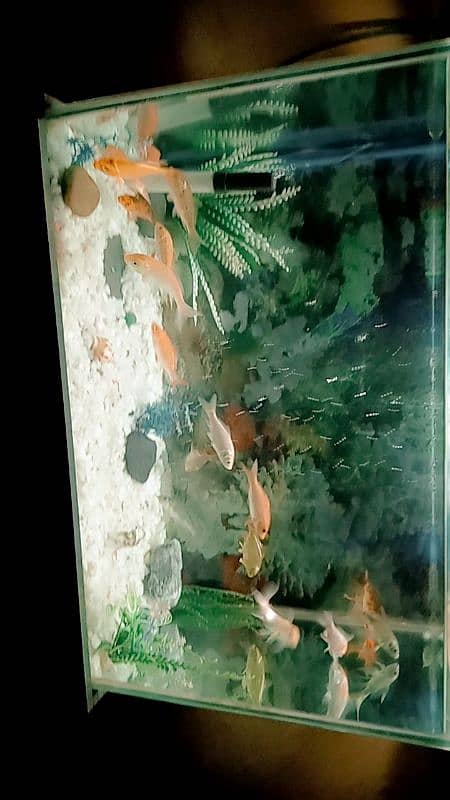 fish aquarium 1