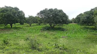 32 Acer Agriculture Land Available For Sale Area Faisalabad