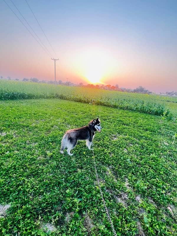 Husky Male 0