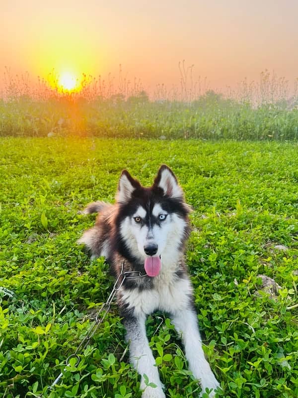 Husky Male 1