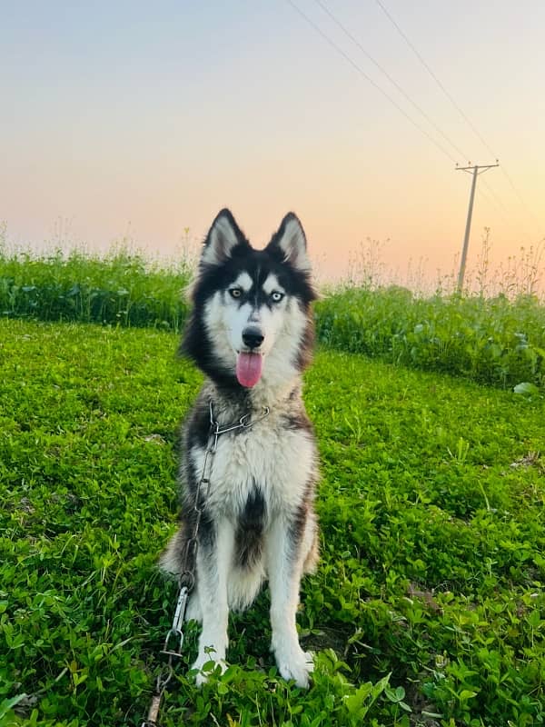 Husky Male 2