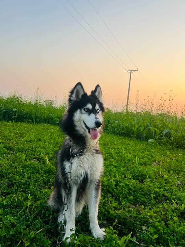 Husky Male 3