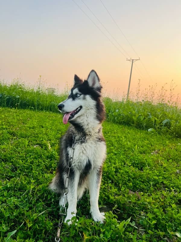 Husky Male 4