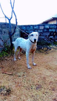 bull terrier