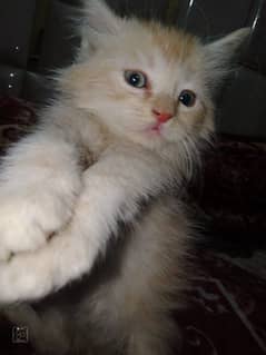 Pure Persian Double Coat Kittens/Cats