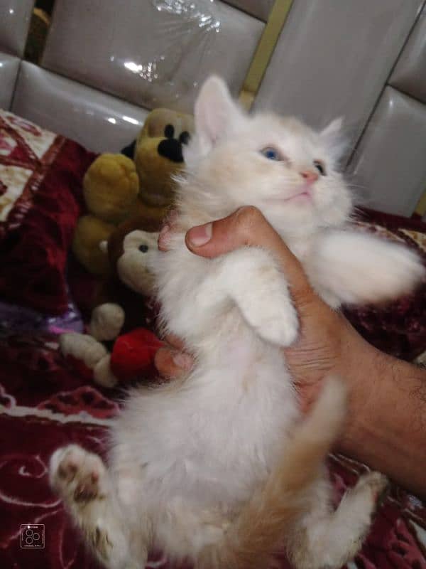 Pure Persian Double Coat Kittens/Cats 1