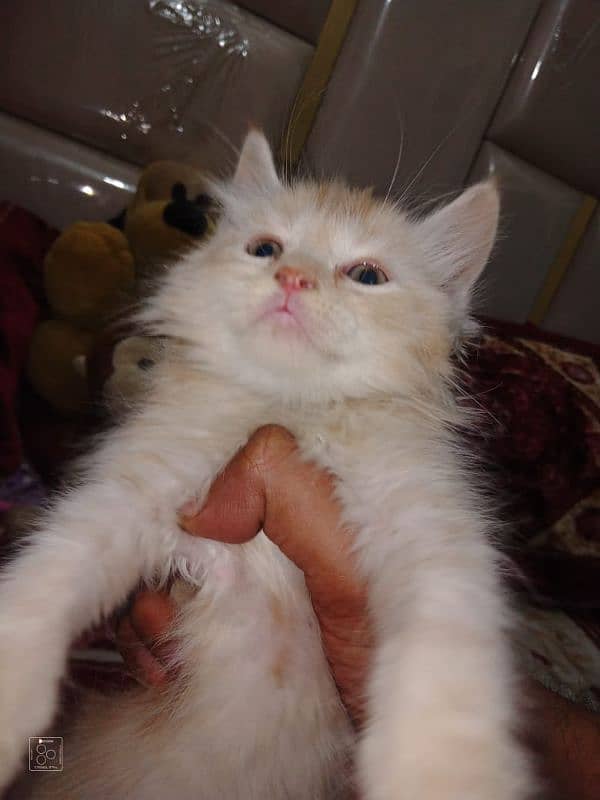 Pure Persian Double Coat Kittens/Cats 2