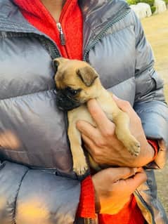 pug pups