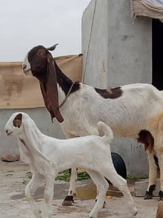 Sindhi bakri patairi