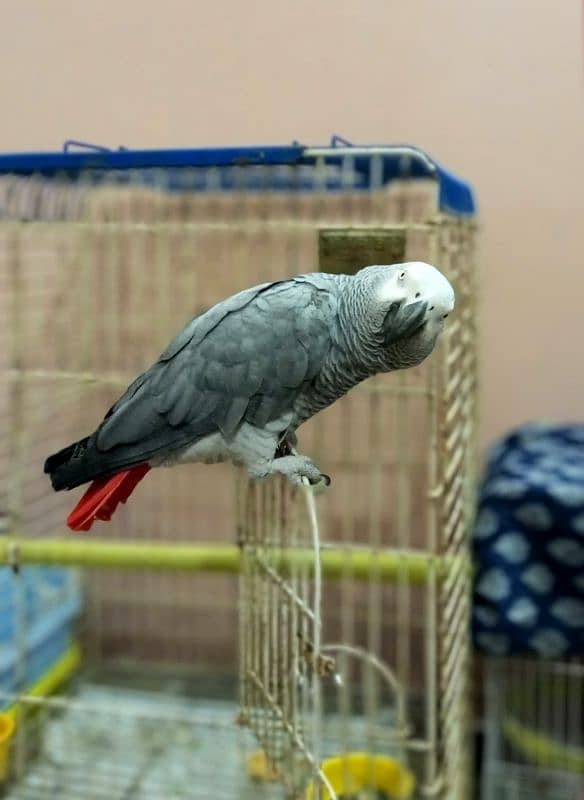 congo African grey male 0