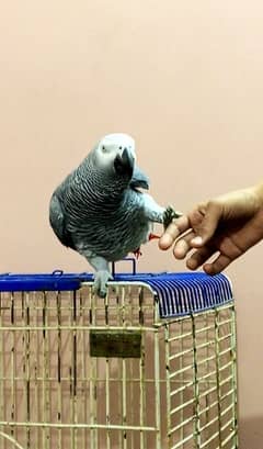 congo