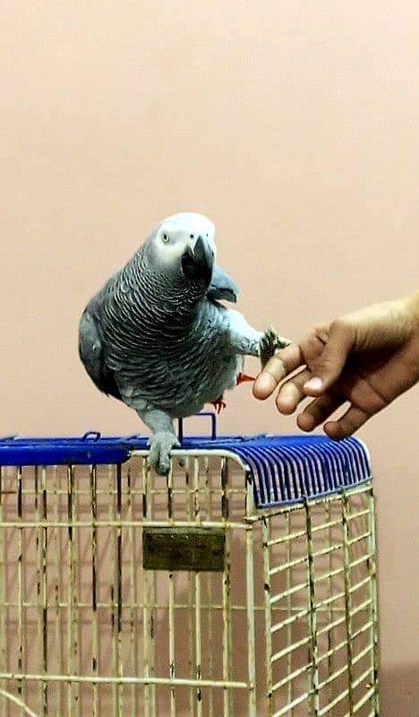 congo African grey male 1