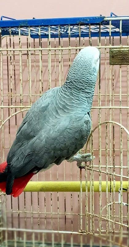 congo African grey male 2