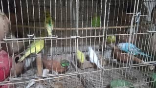 Breeder pairs budgies for sale +923267409123