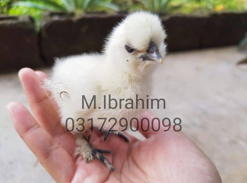 Ayam Cemani chicks for sale in Quetta 5