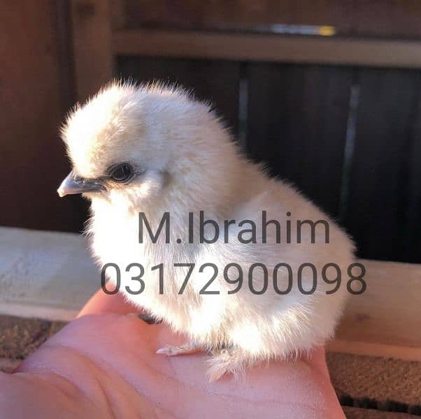 Ayam Cemani chicks for sale in Quetta 6