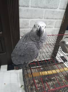 African Grey Parrot Friendly & Talking – 2-Year-Old Male for Sale!