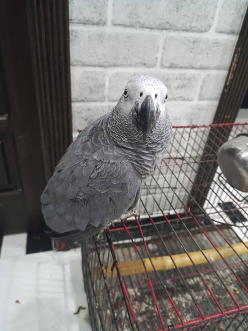 African Grey Parrot Friendly & Talking – 2-Year-Old Male for Sale! 0