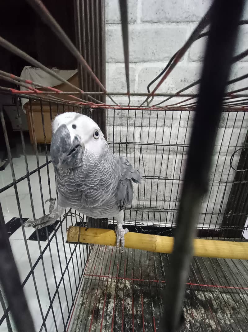 African Grey Parrot Friendly & Talking – 2-Year-Old Male for Sale! 1