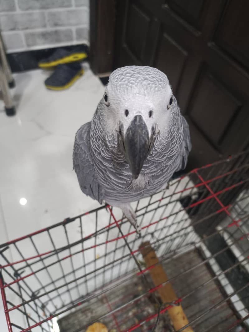 African Grey Parrot Friendly & Talking – 2-Year-Old Male for Sale! 2