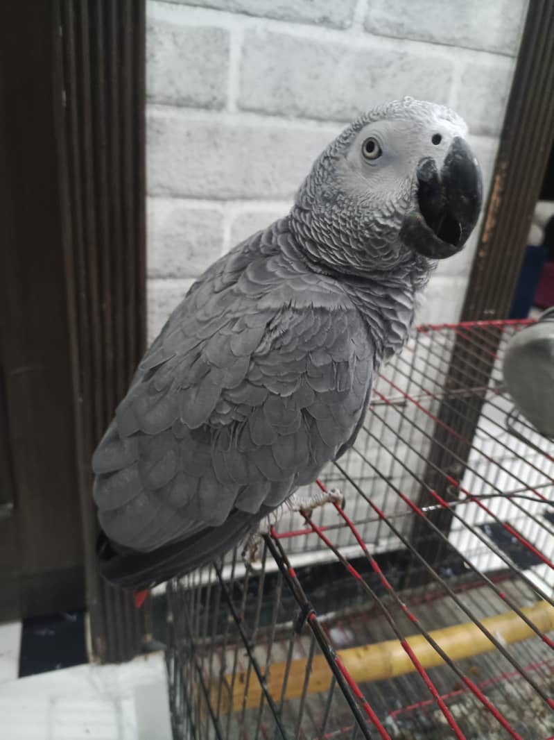 African Grey Parrot Friendly & Talking – 2-Year-Old Male for Sale! 3