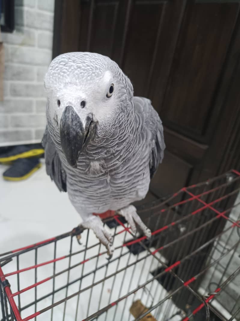 African Grey Parrot Friendly & Talking – 2-Year-Old Male for Sale! 4