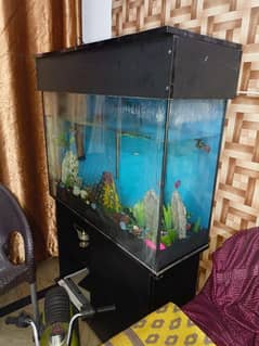 fish Aquarium