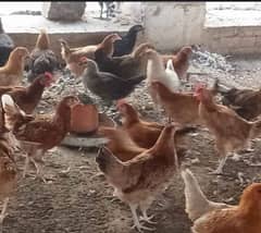 Golden misri hens and Murgay / cock