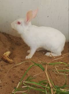 2 albino red eye rabbits