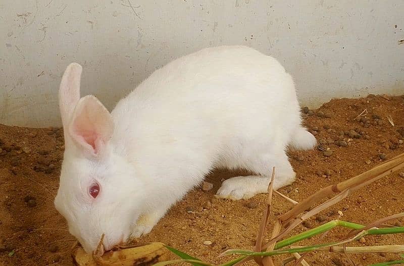 albino red eye rabbits 1