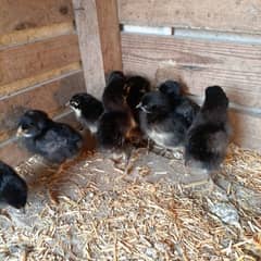 australorp