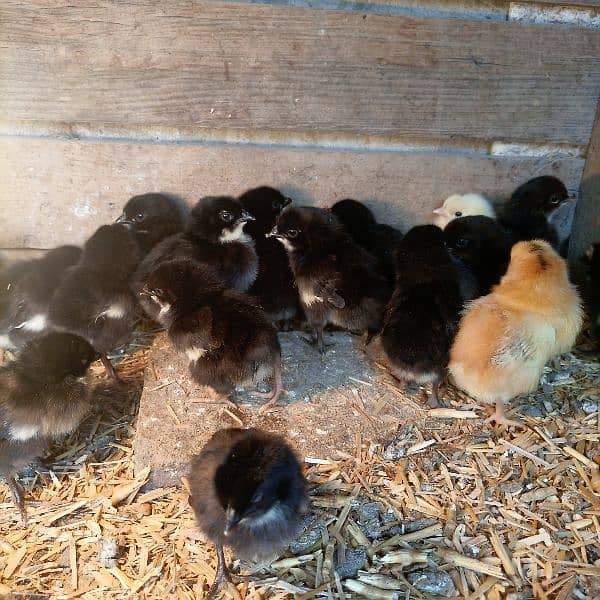 australorp 1